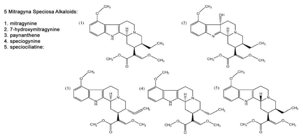 Mitragyna speciosa 5 common alkaloids